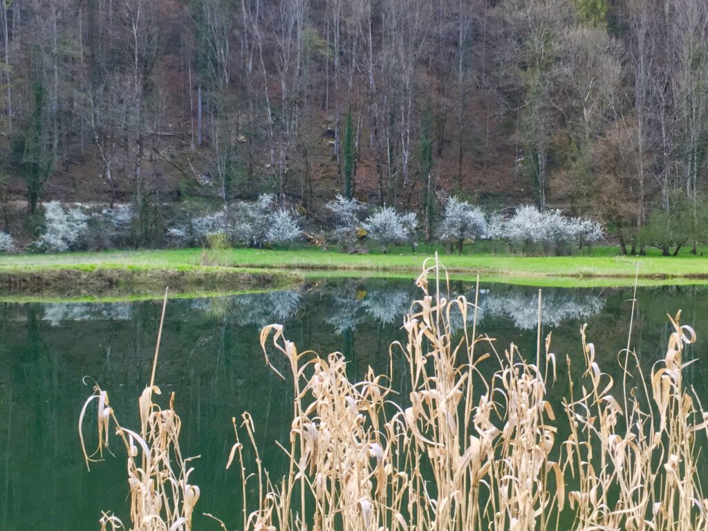 Forêt des côtes du Doubs